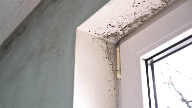 Best Industrial Mold Remediation  in Lakes West, CT