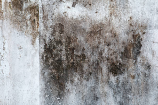 Best Real Estate Mold Inspection  in Lakes West, CT